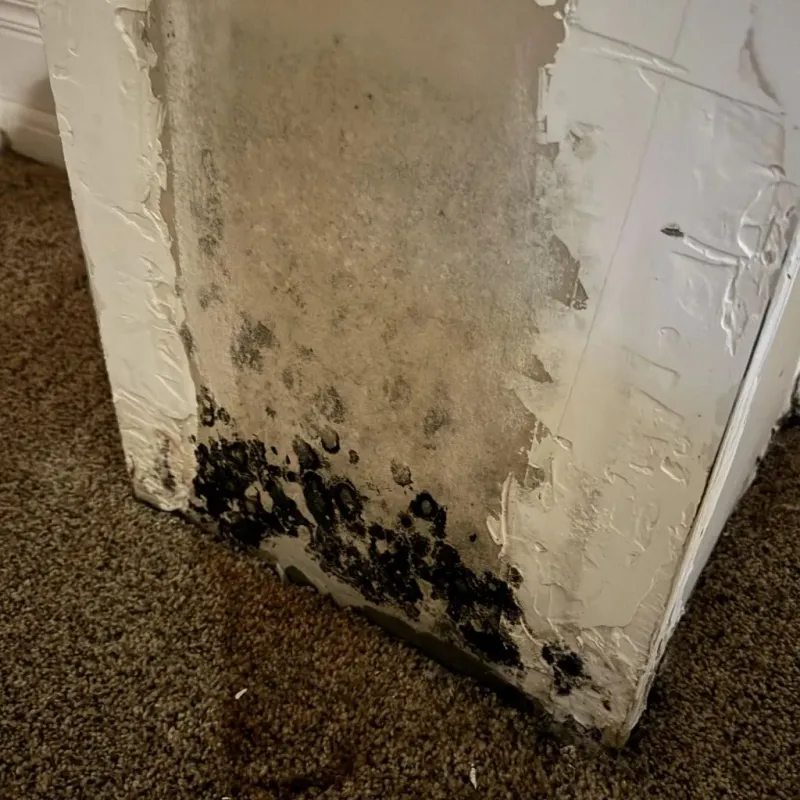 Professional Mold Removal in Terrell, TX